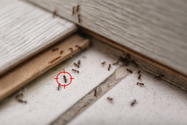 Best Best Pest Control Companies  in Dranesville, VA