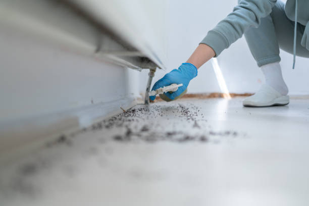 Best Local Pest Control Services  in Dranesville, VA